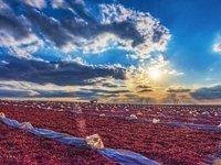 Farmers dry chili peppers in Anjihai town of Shawan city, in Shawan, China, on September 14, 2024. (