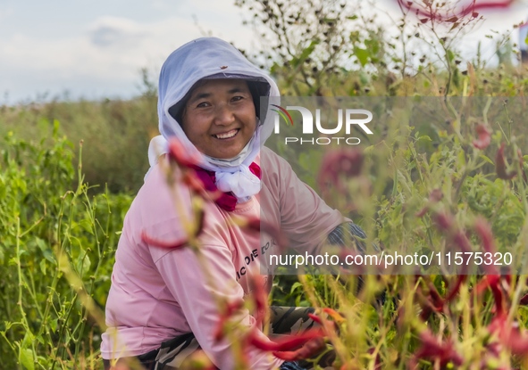 A farmer harvests chili peppers in Anjihai township, Shawan, China, on September 14, 2024. 