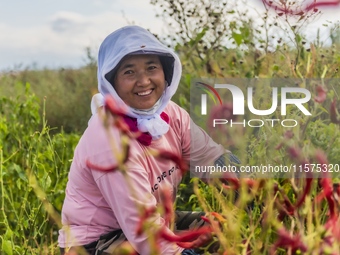 A farmer harvests chili peppers in Anjihai township, Shawan, China, on September 14, 2024. (