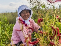 A farmer harvests chili peppers in Anjihai township, Shawan, China, on September 14, 2024. (