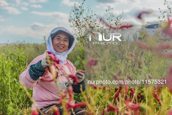 A farmer harvests chili peppers in Anjihai township, Shawan, China, on September 14, 2024. 