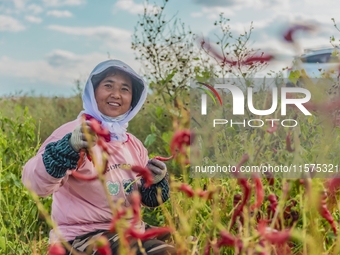 A farmer harvests chili peppers in Anjihai township, Shawan, China, on September 14, 2024. (