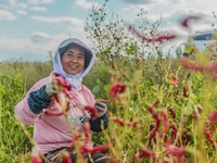 A farmer harvests chili peppers in Anjihai township, Shawan, China, on September 14, 2024. (