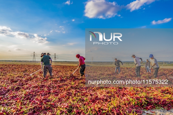 Farmers dry chili peppers in Anjihai town of Shawan city, in Shawan, China, on September 14, 2024. 