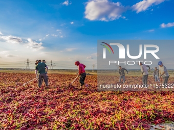 Farmers dry chili peppers in Anjihai town of Shawan city, in Shawan, China, on September 14, 2024. (