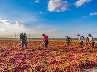 Farmers dry chili peppers in Anjihai town of Shawan city, in Shawan, China, on September 14, 2024. (