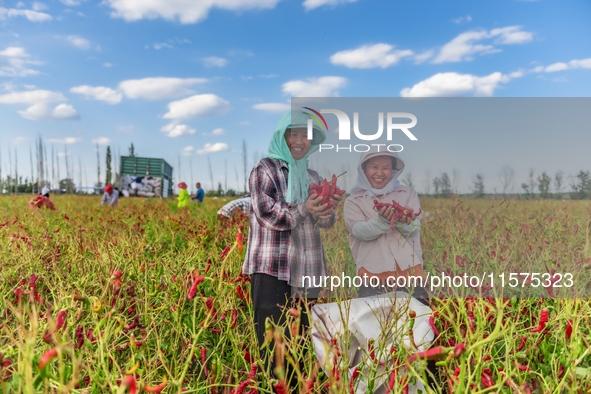 A farmer harvests chili peppers in Anjihai township, Shawan, China, on September 14, 2024. 