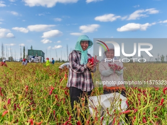 A farmer harvests chili peppers in Anjihai township, Shawan, China, on September 14, 2024. (