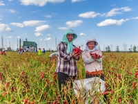 A farmer harvests chili peppers in Anjihai township, Shawan, China, on September 14, 2024. (