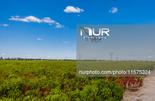 A drone sprays a pepper field in Anjihai town, Shawan city, Xinjiang province, China, on September 14, 2024. 