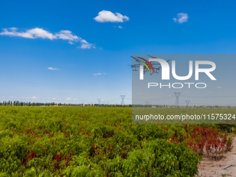 A drone sprays a pepper field in Anjihai town, Shawan city, Xinjiang province, China, on September 14, 2024. (