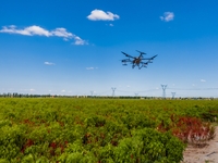 A drone sprays a pepper field in Anjihai town, Shawan city, Xinjiang province, China, on September 14, 2024. (