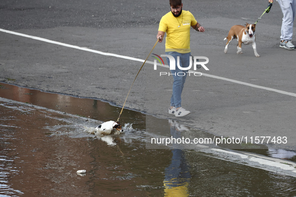 A dog falls into water after heavy rainfall raised the level of the Vistula River flooding a part of the boulvards in Krakow, Poland on Sept...