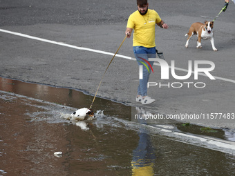 A dog falls into water after heavy rainfall raised the level of the Vistula River flooding a part of the boulvards in Krakow, Poland on Sept...