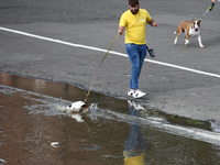 A dog falls into water after heavy rainfall raised the level of the Vistula River flooding a part of the boulvards in Krakow, Poland on Sept...