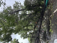 Fallen trees are seen during heavy winds and rain as Typhoon Bebika makes landfall in Shanghai, China, on September 16, 2024. (