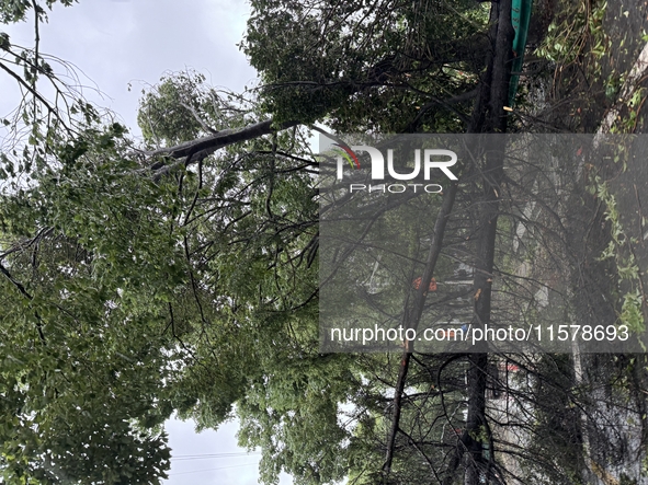 Fallen trees are seen during heavy winds and rain as Typhoon Bebika makes landfall in Shanghai, China, on September 16, 2024. 