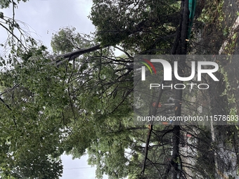 Fallen trees are seen during heavy winds and rain as Typhoon Bebika makes landfall in Shanghai, China, on September 16, 2024. (