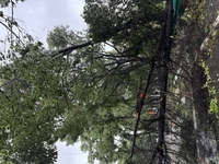 Fallen trees are seen during heavy winds and rain as Typhoon Bebika makes landfall in Shanghai, China, on September 16, 2024. (