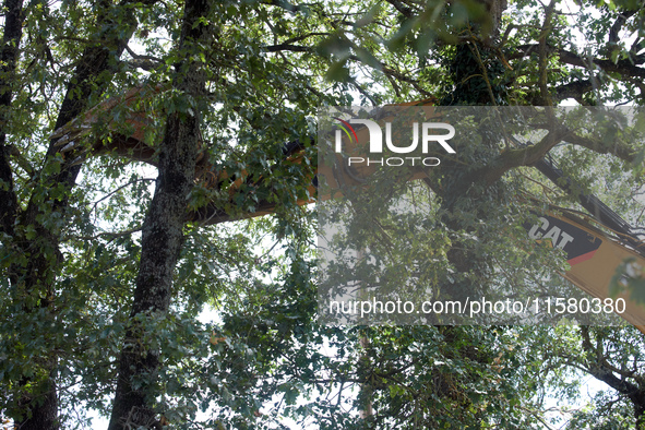 An excavator removes a tree very close to 'Ecureuils' (squirrels) occupying another tree. After months of negotiations and pressures from NG...