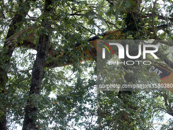 An excavator removes a tree very close to 'Ecureuils' (squirrels) occupying another tree. After months of negotiations and pressures from NG...