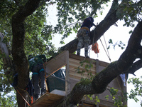 Squirrels stand in a tree to be torn off. After months of negotiations and pressures from NGE/Atosca, two incendiary attacks, Alexandra, the...