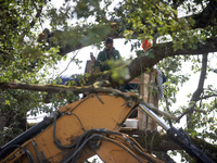 An 'Ecureil' living in a tree films the driver of the excavator tearing a tree off. After months of negotiations and pressures from NGE/Atos...