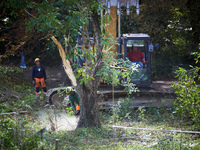 A woodcutter works after the driver of the excavator amputates the tree. After months of negotiations and pressures from NGE/Atosca, two att...