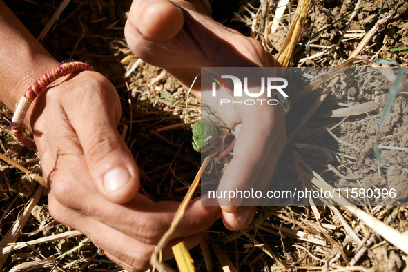 A protester shows a tree frog, a protected species, found amid the cut trees in the 'Verger'. After months of negotiations and pressures fro...