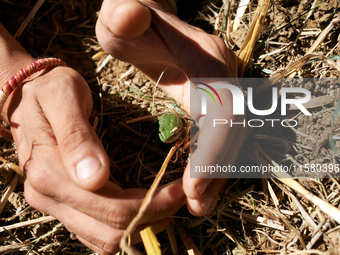 A protester shows a tree frog, a protected species, found amid the cut trees in the 'Verger'. After months of negotiations and pressures fro...