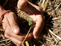 A protester shows a tree frog, a protected species, found amid the cut trees in the 'Verger'. After months of negotiations and pressures fro...