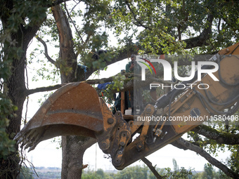 The excavator tears a tree down even if squirrels stand in the tree. He films. After months of negotiations and pressures from NGE/Atosca, a...