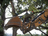 The excavator tears a tree down even if squirrels stand in the tree. He films. After months of negotiations and pressures from NGE/Atosca, a...