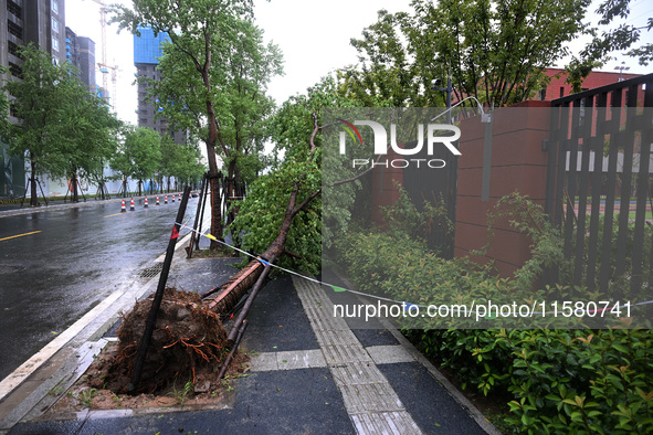 Trees blown down by a typhoon are seen outside a school wall in Nanjing, China, on September 17, 2024. 