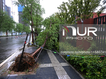 Trees blown down by a typhoon are seen outside a school wall in Nanjing, China, on September 17, 2024. (