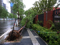 Trees blown down by a typhoon are seen outside a school wall in Nanjing, China, on September 17, 2024. (