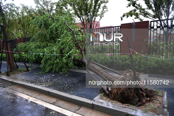 Trees blown down by a typhoon are seen outside a school wall in Nanjing, China, on September 17, 2024. 