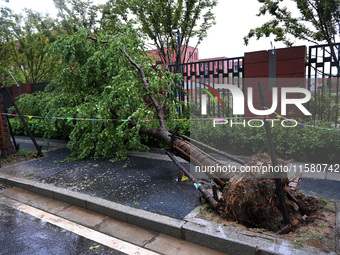 Trees blown down by a typhoon are seen outside a school wall in Nanjing, China, on September 17, 2024. (