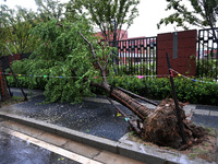 Trees blown down by a typhoon are seen outside a school wall in Nanjing, China, on September 17, 2024. (