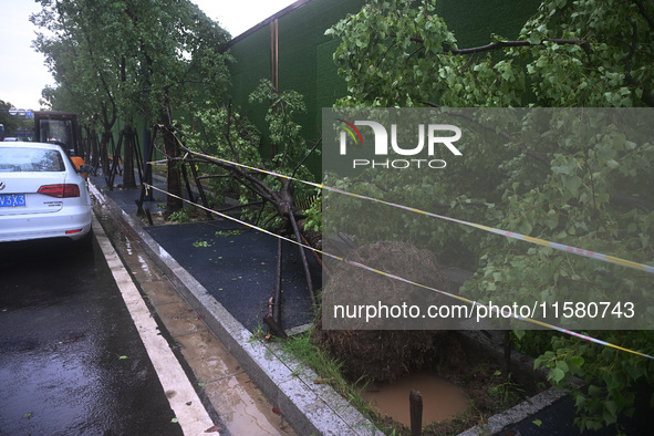 A police line stands at the scene of a tree blown down by a typhoon in Nanjing, Jiangsu province, China, on September 17, 2024. 