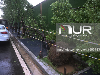 A police line stands at the scene of a tree blown down by a typhoon in Nanjing, Jiangsu province, China, on September 17, 2024. (