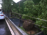 A police line stands at the scene of a tree blown down by a typhoon in Nanjing, Jiangsu province, China, on September 17, 2024. (