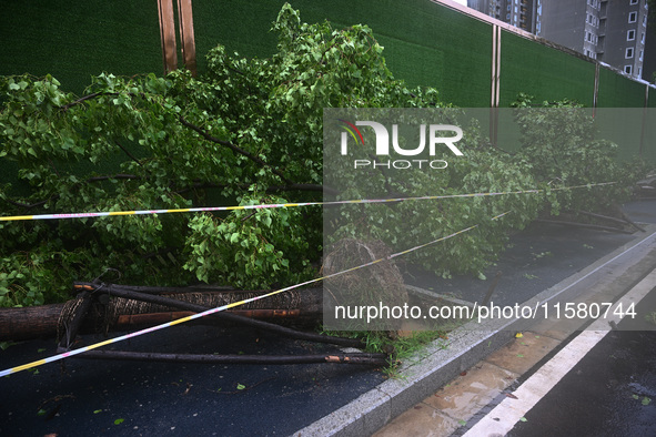 A police line stands at the scene of a tree blown down by a typhoon in Nanjing, Jiangsu province, China, on September 17, 2024. 