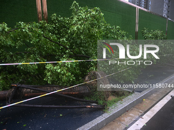 A police line stands at the scene of a tree blown down by a typhoon in Nanjing, Jiangsu province, China, on September 17, 2024. (