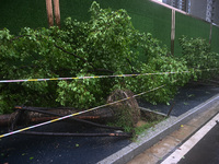 A police line stands at the scene of a tree blown down by a typhoon in Nanjing, Jiangsu province, China, on September 17, 2024. (