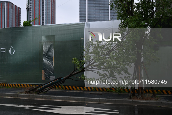 A tree is blown down by a typhoon in Nanjing, China, on September 17, 2024. 