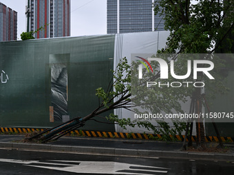 A tree is blown down by a typhoon in Nanjing, China, on September 17, 2024. (