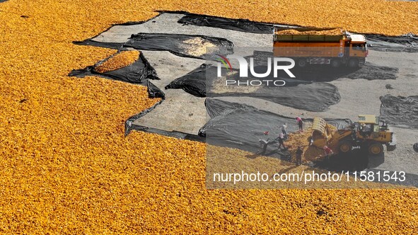 Workers load dried corn into a truck at a seed production and drying base in Zhangye, China, on September 17, 2024. 