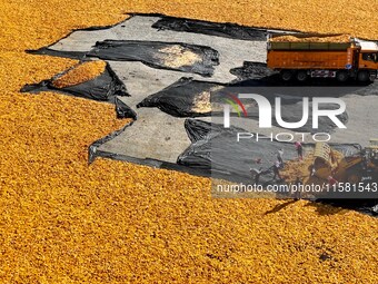 Workers load dried corn into a truck at a seed production and drying base in Zhangye, China, on September 17, 2024. (