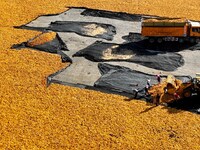 Workers load dried corn into a truck at a seed production and drying base in Zhangye, China, on September 17, 2024. (